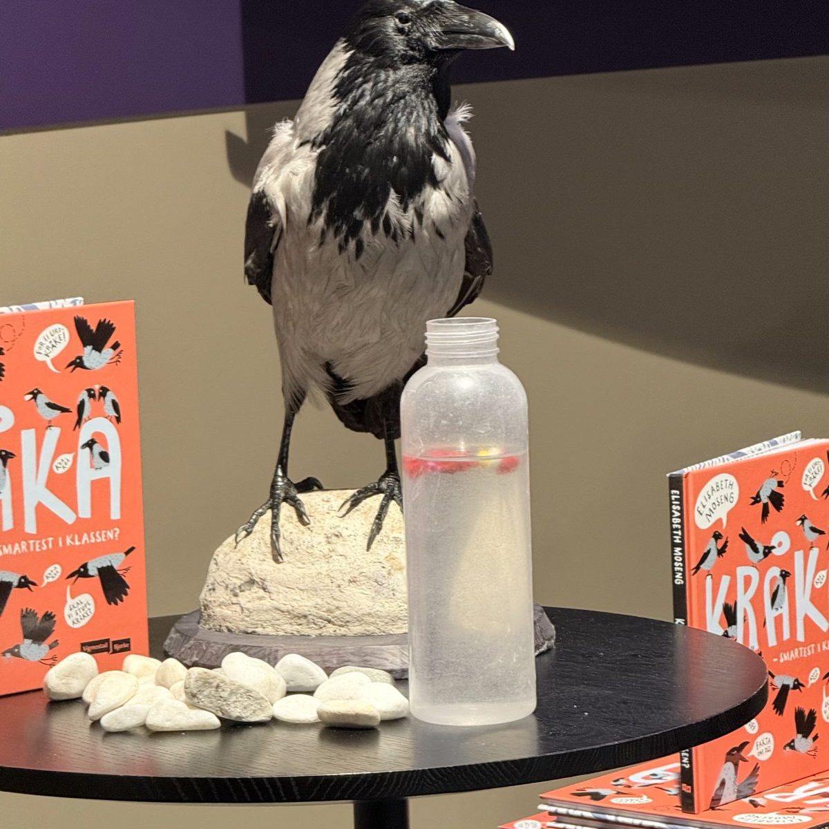 Kråker er interessante&nbsp;fugler