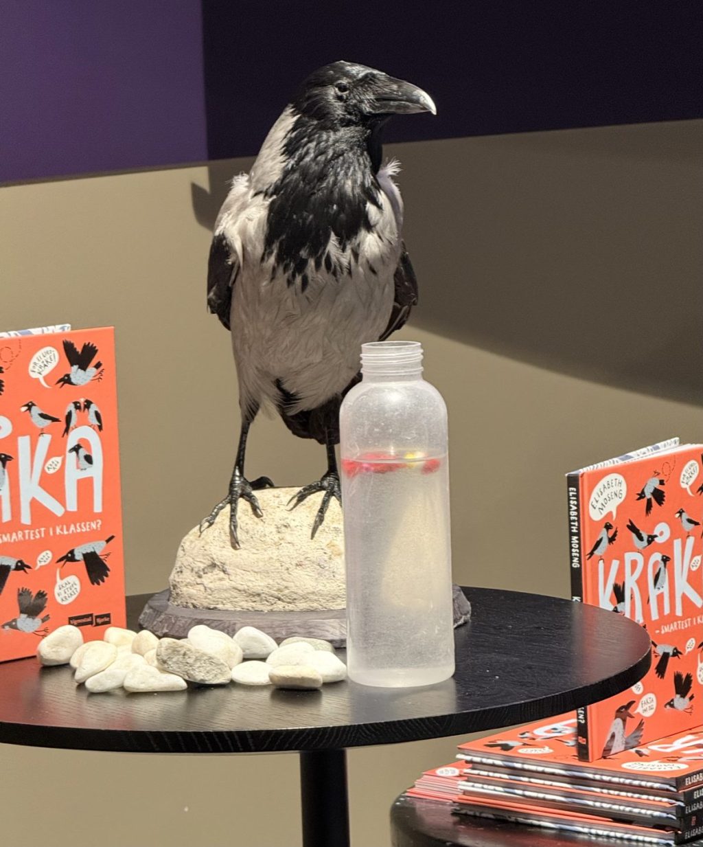 Kråker er interessante&nbsp;fugler